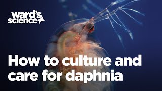 Caring and Culturing for Daphnia [upl. by Niahs408]