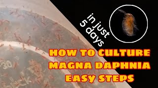 How to Culture Magna Daphnia Easily [upl. by Horlacher188]