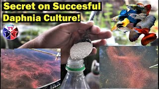 How to Culture Daphnia Successfully [upl. by Larimore]