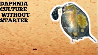 HOW TO CULTURE DAPHNIA NATURALLY WITHOUT A STARTER [upl. by Otaner300]