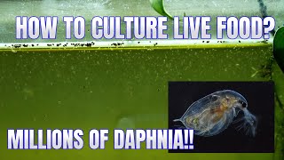 How to Culture Daphnia Secret Method to Breed MILLIONS  Simply Aquatic [upl. by Hegyera]