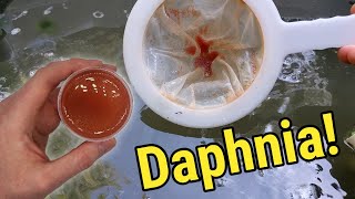 How I Culture Daphnia In Outdoor Tubs [upl. by Gilroy752]