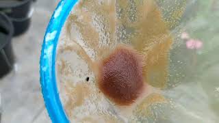 How to culture daphnia moina in a small container Part 1 English Subtitle [upl. by Gunthar]