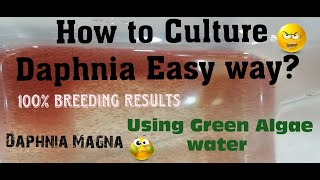 Daphnia MagnaHow to Culture Daphnia Easy wayCulturing Daphnia using Green water Daphnia [upl. by Erastes]