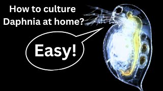 BEST Live Fish Food Beginner guide How to Culture Daphnia at home [upl. by Ahsirpac396]