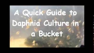 How to culture daphnia outside [upl. by Musa]