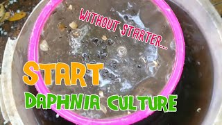 How to culture daphnia moina the easy way 1  Starting the Daphnia culture [upl. by Dinsdale]