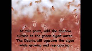 Daphnia  How to grow daphnia in your home [upl. by Wyler]