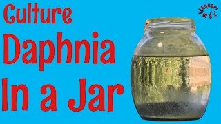 How to Culture Daphnia in a Jar [upl. by Bent]