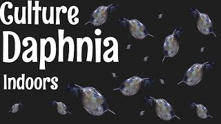 How to Culture Daphnia [upl. by Esilahs97]