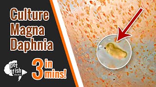 How to culture DAPHNIA MAGNA  The easy way [upl. by Gelasias]