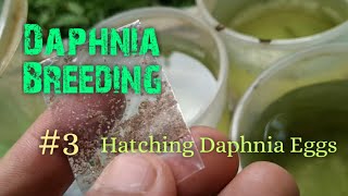 Daphnia Culture made simple and easy 3  Hatching Daphnia eggs [upl. by Andreana]