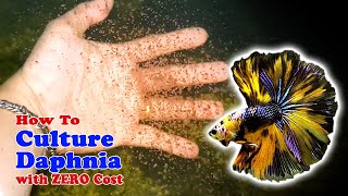 How to Culture Daphnia with ZERO Cost  Unlimited Live Food For Our Fish [upl. by Anaujat102]