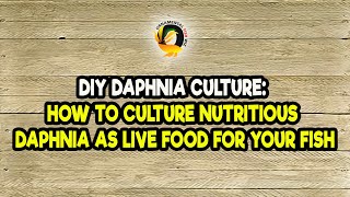 DIY Daphnia Culture How to Culture Nutritious Daphnia as Live Food for Your Fish [upl. by Yun]