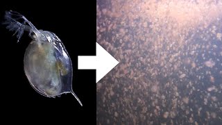 How I Culture Daphnia [upl. by Gilliam]