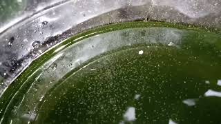 DAPHNIA MOINA CULTURE IN A SMALL BUCKET [upl. by Anippesuig]