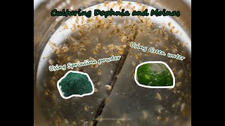 How To Culture Daphnia and Moinas using Green Water Spirulina powder [upl. by Roxie]