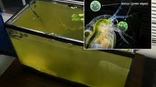 Raising Daphnia for the Freshwater Aquarium [upl. by Norval]