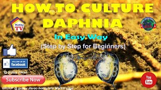 HOW TO CULTURE DAPHNIA In Easy Way [upl. by Tacye]